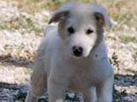 cucciolo di pastore abruzzese taglia grande